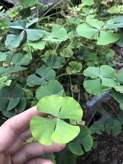 Marsilea macropoda
