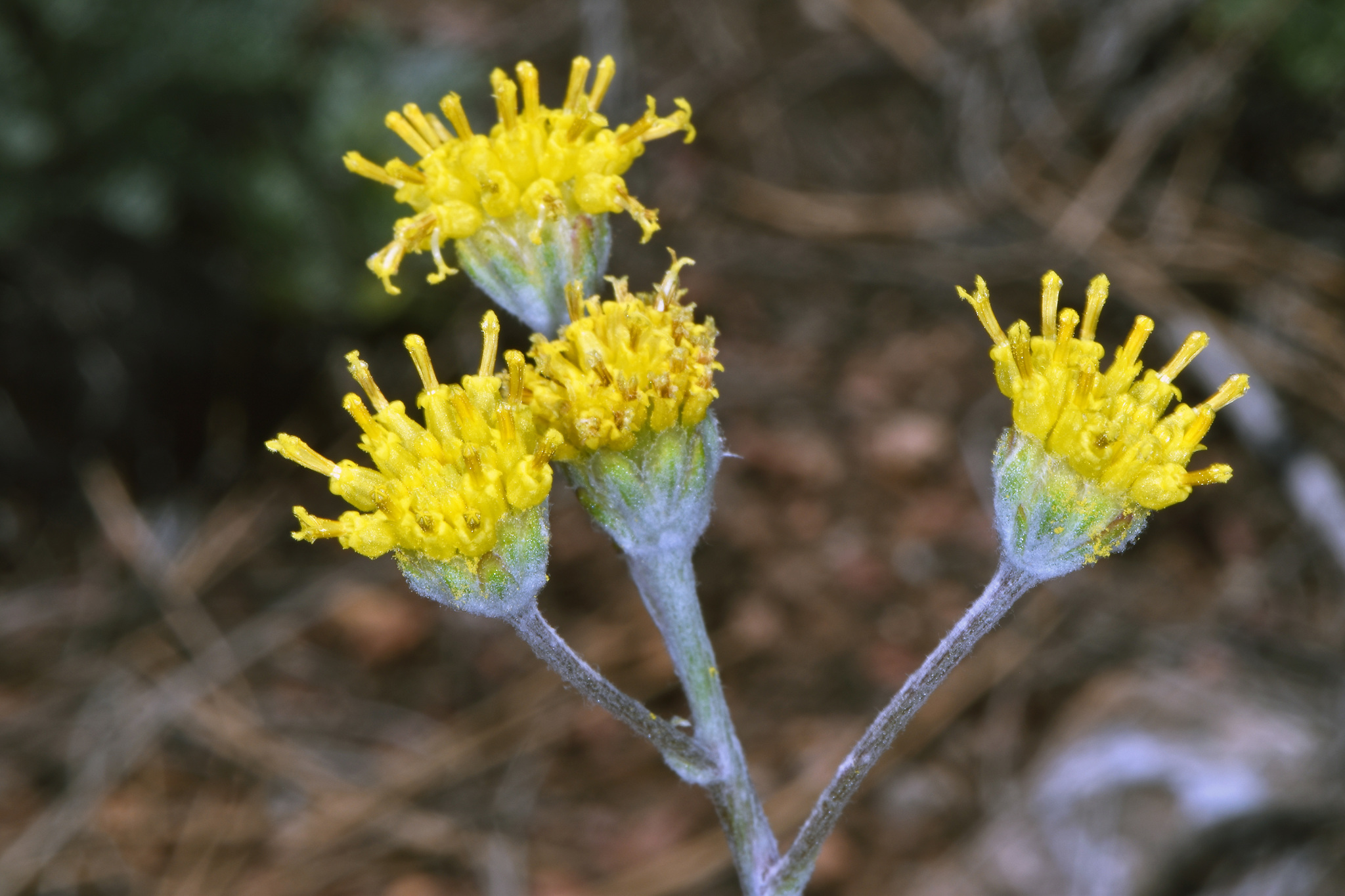 Hymenopappus filifolius