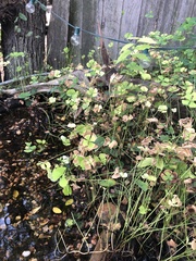 Marsilea macropoda