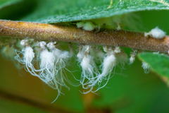 Prociphilus xylostei