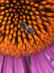 Hemihalictus