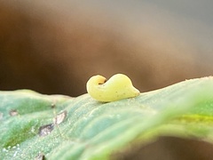 Caryomyia recurvata