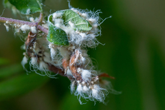 Prociphilus xylostei