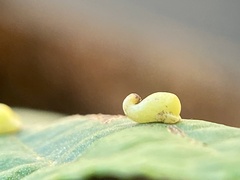 Caryomyia recurvata