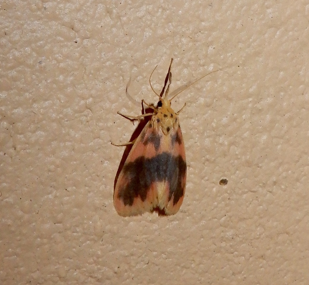 Miltochrista uncalis