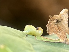 Caryomyia recurvata