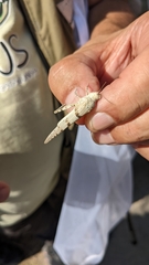 Sphingonotus caerulans