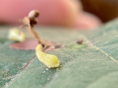 Caryomyia recurvata
