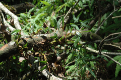 Dendrobium nakaharae