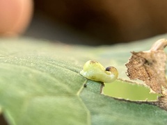 Caryomyia recurvata