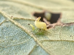 Caryomyia recurvata