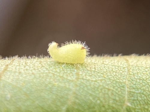 Caryomyia eumaris