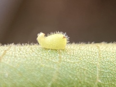 Caryomyia eumaris