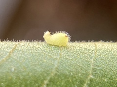 Caryomyia eumaris