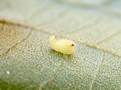 Caryomyia eumaris