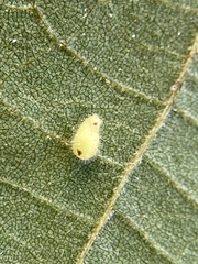 Caryomyia eumaris