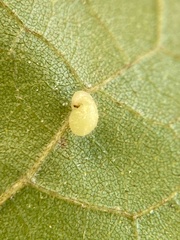 Caryomyia eumaris