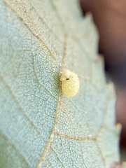 Caryomyia eumaris