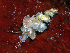 Cycloscala hyalina
