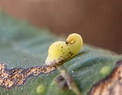 Caryomyia recurvata
