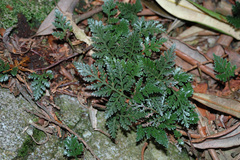Davallia repens
