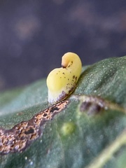 Caryomyia recurvata