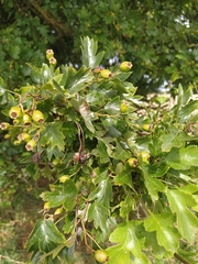 Torminalis glaberrima