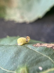 Caryomyia recurvata