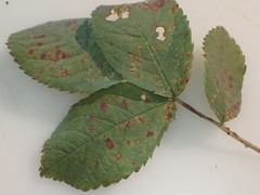 Phragmidium tuberculatum