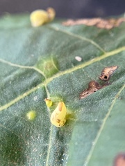 Caryomyia recurvata