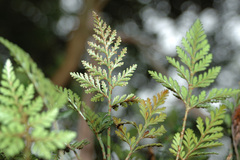 Davallia repens