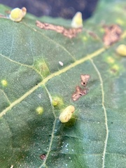 Caryomyia recurvata