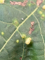 Caryomyia recurvata
