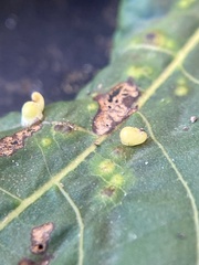 Caryomyia recurvata