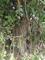 Torminalis glaberrima