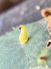 Caryomyia recurvata