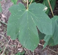 Acer pseudoplatanus