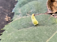 Caryomyia recurvata