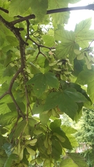 Acer pseudoplatanus