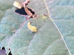 Caryomyia recurvata