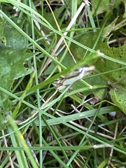 Crambus agitatellus