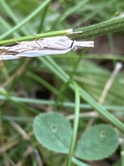 Crambus agitatellus