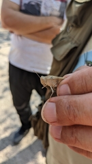 Oedipoda charpentieri