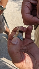 Oedipoda charpentieri