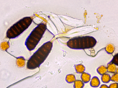 Phragmidium tuberculatum