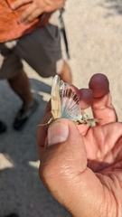 Oedipoda charpentieri