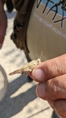 Oedipoda charpentieri