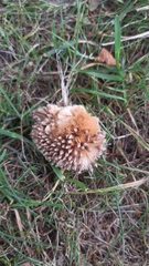 Platanaceae