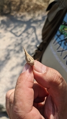 Oedipoda charpentieri