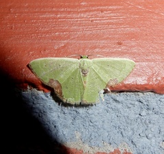 Comibaena integranota